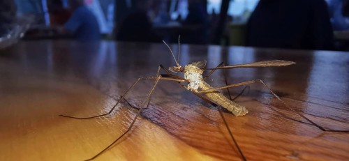 A snake (tipulidae) sits on a wooden table under special lighting, Franconian Forest nature park
