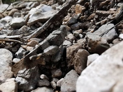 A wasteland grasshopper (oedipoda caerulescens) camouflaging on a gravelly ground, Albania