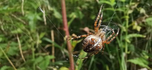 Close-up of a garden cross spider (araneus diadematus) in a detailed spider web in the greenery,