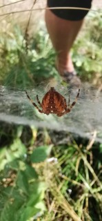 Brown spider garden cross spider (araneus diadematus) hanging in a web in nature, with human leg in