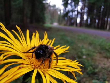 A bumblebee (Bombus) sits on a yellow flower near a forest path, Franconian Forest nature park