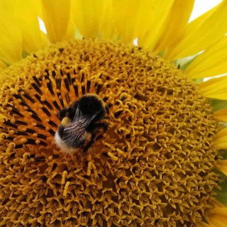 Close-up of a sunflower (helianthus annuus) with a bumblebee (Bombus) sitting on the petals,