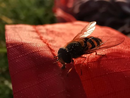 A hoverfly sits on a red fabric in sunlight, surrounded by blurred grass in the background