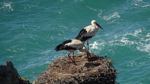 Two storks (ciconia) nesting on a rock high above the turquoise sea on the fishermen's path, costa