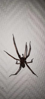 Large house angle spider (Tegenaria domestica) crawling vertically over a textured wall surface,
