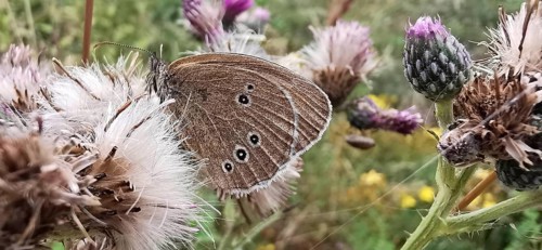 A brown forest bird (aphantopus hyperantus) butterfly on a white flower in a botanical environment,