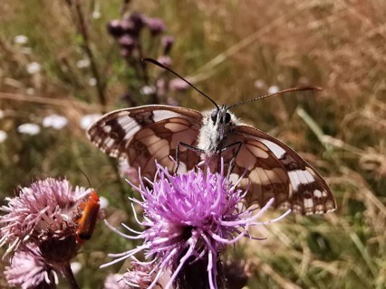 A chequerboard butterfly (melanargia galathea) on a violet flower in a summer meadow, Rennsteig,