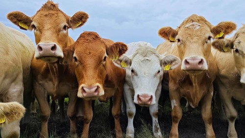 A group of curious cows (bovis) look towards the camera, frankenwald