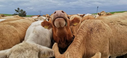 A curious cow's face (bovis) protrudes from a large herd in an open field, Upper Franconia