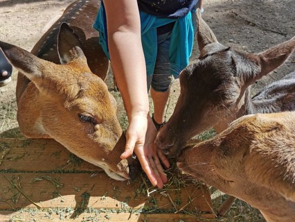 Three roe deer (capreolus capreolus) eating from a hand offering them food, zoo, Thuringia