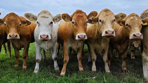 Several cows (bovis) standing in a line on a green pasture under a cloudy sky, frankenwald