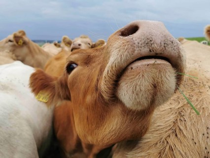 A cow (bovis) raises her head with a stalk in her mouth, surrounded by her herd, Upper Franconia