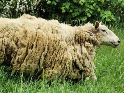 A large sheep (ovis) with curly, extremely thick fur stands in a flowery meadow, Czech Republic