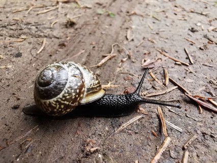 A spotted vineyard snail (Cornu aspersum) crawls on a floor covering, its shell shows a spiral