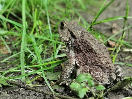 A brown toad (bufo bufo) sits in the grass and looks attentively at its surroundings, Franconian