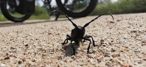 A beetle (Cerambycidae) with long antennae on a sandy road in close-up with a bicycle in the