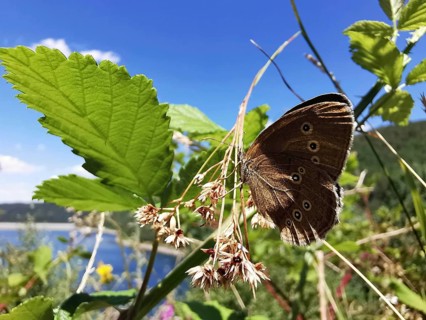 A brown forest bird (aphantopus hyperantus) sitting on a plant in front of a lake, Thuringian