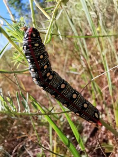 A colourful caterpillar (eruca) of the spurge hawkmoth (hyles euphorbiae) crawls on a green plant