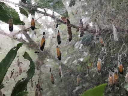 Insect cocoons of the spider moth (yponomeutidae) hang in a net stretched around branches and