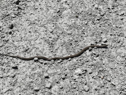 A long snake (coronella austriaca) slithers across a gravelly surface in the sun, Franconian Forest