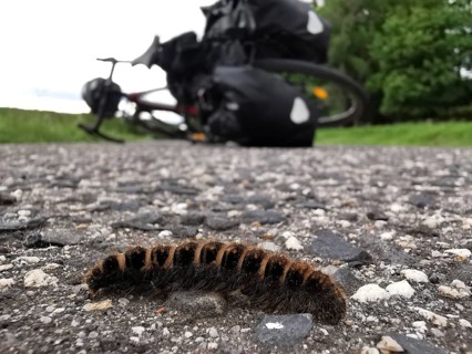 A caterpillar (eruca) of the blackberry moth (macrothylacia rubi) crawls across a road in the