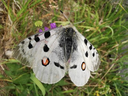 An Apollo butterfly (parnassius apollo) with spotted wings sitting on grass, Franconian Forest
