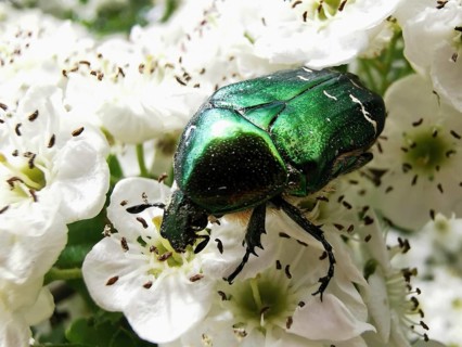 A shiny green rose chafer (cetonia aurata) sits on white flowers and eats nectar, Franconian Forest