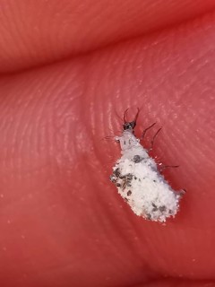 Close-up of a lacewing larva (Chrysopidae) on human skin with fine structure, Franconian Forest