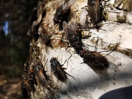 Several flies (Sarcophaga carnaria) sitting densely packed on the light-coloured bark of a birch