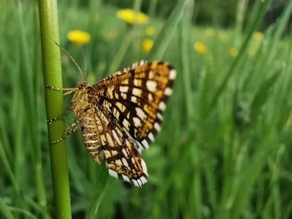A butterfly Chiasmia clathrata sits sideways on a leaf with blurred background, Franconian Forest
