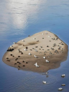 A sandbar full of seagulls and other birds in the water with a reflecting sky, Kujawsko-Pomorskie,