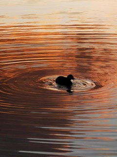 A duck (anatis) swims on a lake with wavy water at sunset in the Weißensee in Berlin