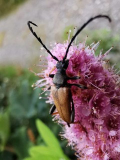 A longhorned beetle (Stictoleptura rubra) sitting on a pink flower (spiraea), surrounded by green