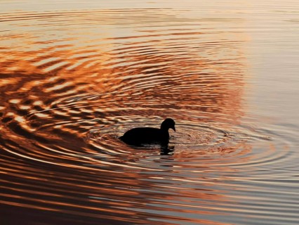 A duck (anatis) swims on a lake with wavy water at sunset in the Weißensee in berlin