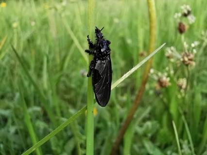 Black insect March fly (bibio marci) clinging to a blade of grass in a dewy environment, Franconian