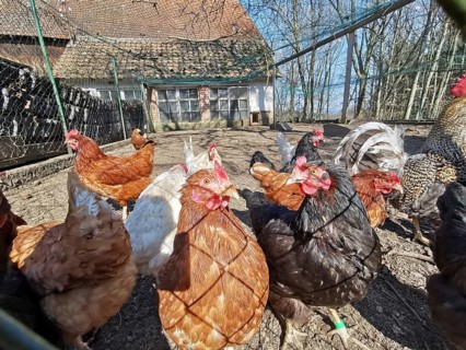 Several chickens (gallus gallus domesticus) running around outdoors on a farmstead, Upper