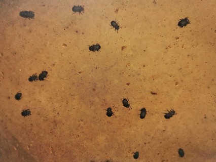 Small black beetles Tinder fungus black beetles (Bolitophagus reticulate bolitophagus) are