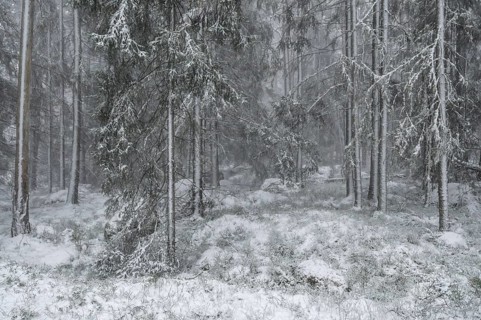 Snowy fir forest, Korpo or Korppo, southwestern archipelago, Finland