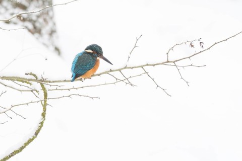 A kingfisher (Alcedo atthis) sitting on a thin branch, surrounded by a wintery snowy landscape,
