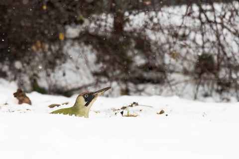 A green woodpecker (Picus viridis) peers out of a blanket of snow, surrounded by winter nature and