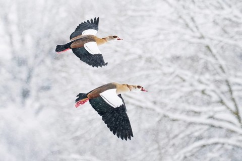 Two Nile Geese (Alopochen aegyptiacus) in flight over a snow-covered landscape during snowfall,