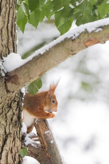 A squirrel (Sciurus vulgaris) sitting on a tree trunk, eating a nut, winter environment, Hesse,