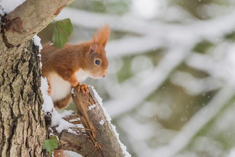 A squirrel (Sciurus vulgaris) sitting on a snow-covered tree in a wintry forest, Hesse, Germany