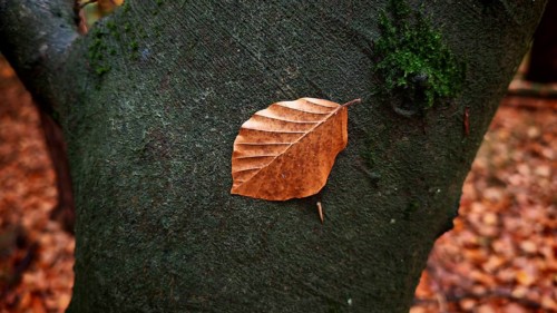 Brown leaf on green mossy tree trunk in autumn, Hainich National Park, Germany