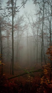 A mystical forest wrapped in fog and steeped in autumn tones, Thuringian Forest