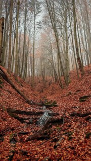 A foggy autumn forest with fallen leaves and a small stream, Thuringian Forest