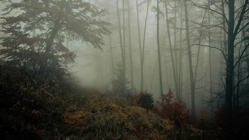 A calming, foggy forest with shady trees in autumn colors, Thuringian Forest