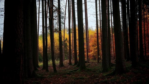 Dark dense forest with a light strip of colorful leaves, Hainich National Park, Germany