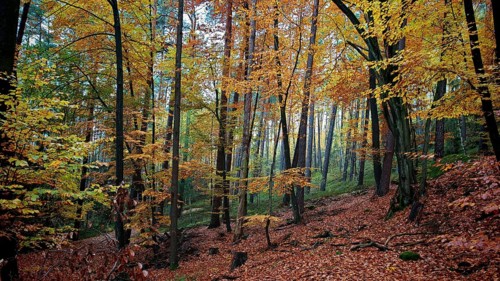 Autumn forest with yellow-green leaves and soft light, Hainich National Park, Germany