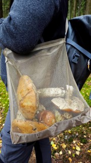 Large net basket with mushrooms on a walker's back, Frankenwald nature park Park